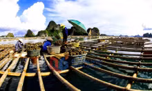 Nuôi trông thủy hải sản trên Vịnh Hạ Long