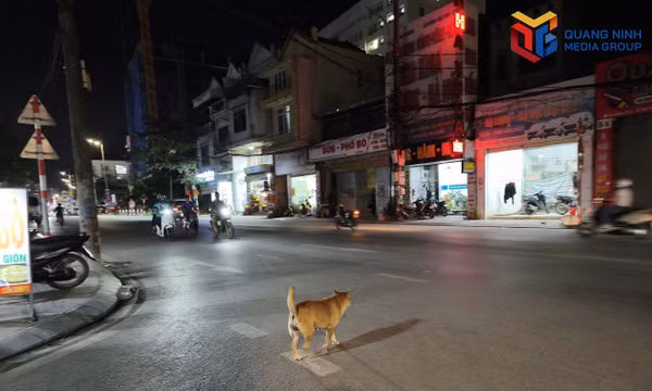 Quản lý chó nuôi: Không thể xem nhẹ