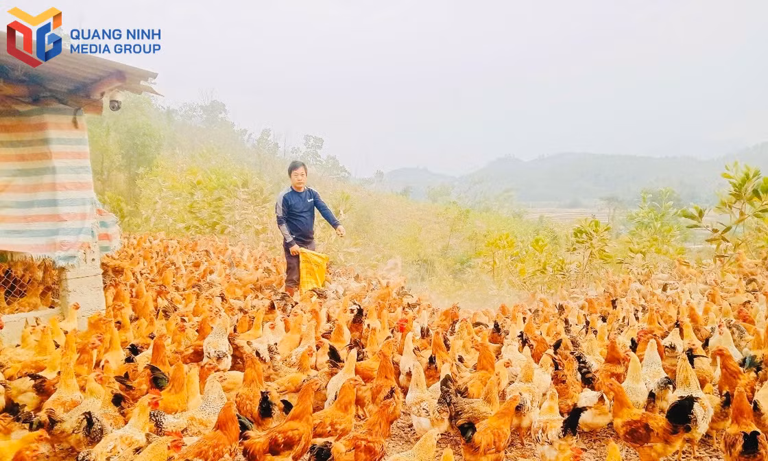 Anh Bế Văn Lỵ (thôn Phong Dụ), xã Tiên Yên chăm sóc đàn gà của gia đình.