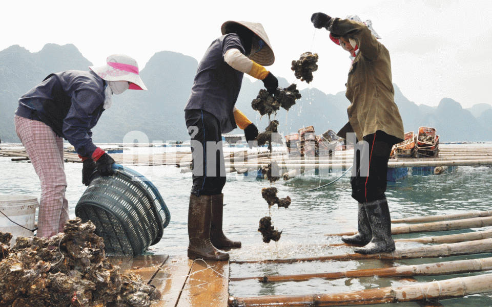 Người dân xã Bản Sen thu hoạch hàu. Ảnh: Hữu Việt