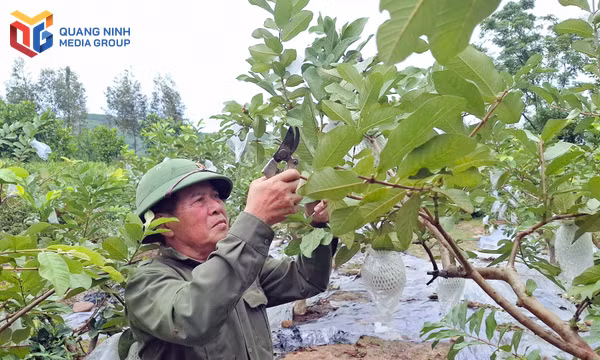 CCB phát triển kinh tế, làm giàu trên quê hương