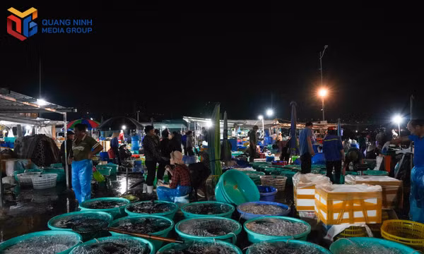 Đêm "không ngủ" ở chợ cá đầu mối bên vịnh Hạ Long