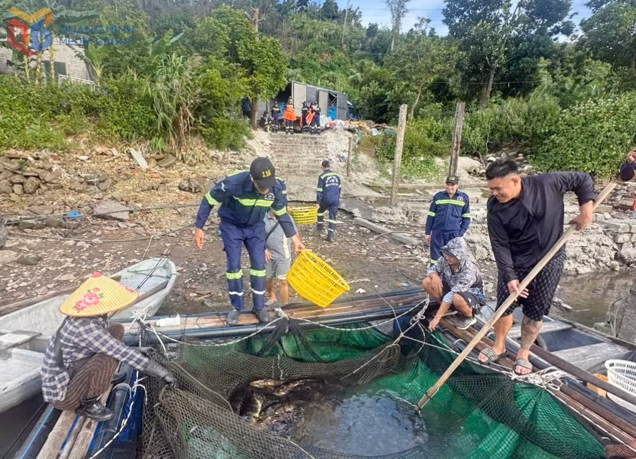 Tình nguyện viên Đội Cứu hộ cứu nạn 116 Quảng Ninh hỗ trợ ngư dân Đặc khu Vân Đồn thu hoạch cá lồng bè trước ảnh hưởng cơn bão số 9 tháng 9/2025.