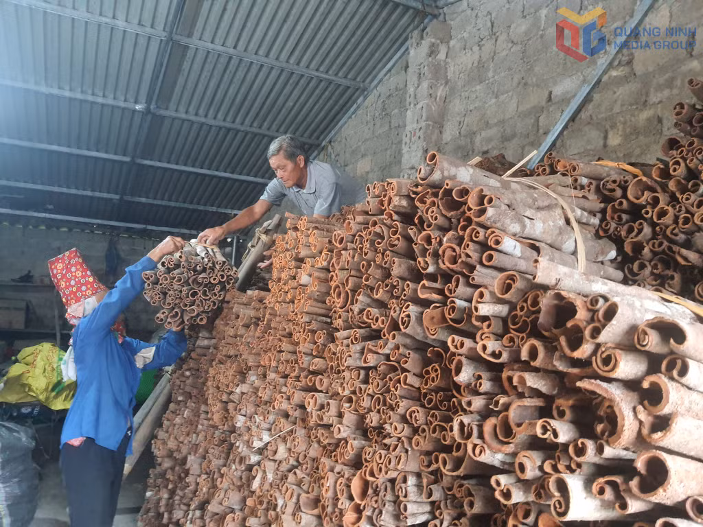 Nông dân xã Quảng Tân phơi sấy, bảo quản quế hữu cơ để cất bán cho những đầu lậu lớn.
