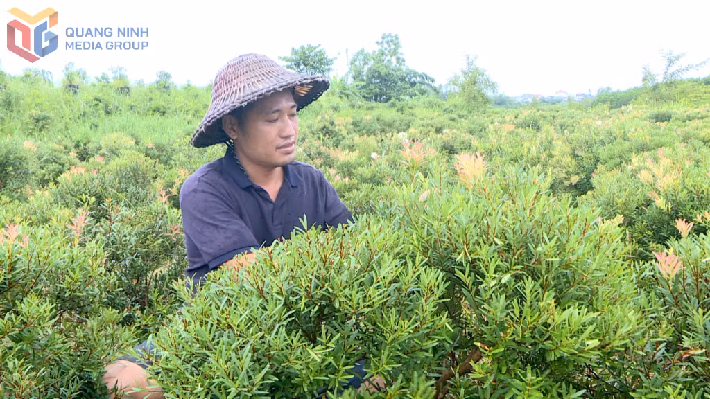 Anh Tô Thanh Nghĩa, thôn Đông Thành, xã Đông Ngũ chăm sóc vườn cây cảnh của gia đình.