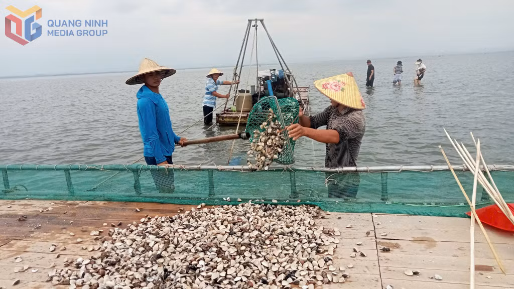 Người dân xã Quảng Hà thu hoạch ngao nuôi