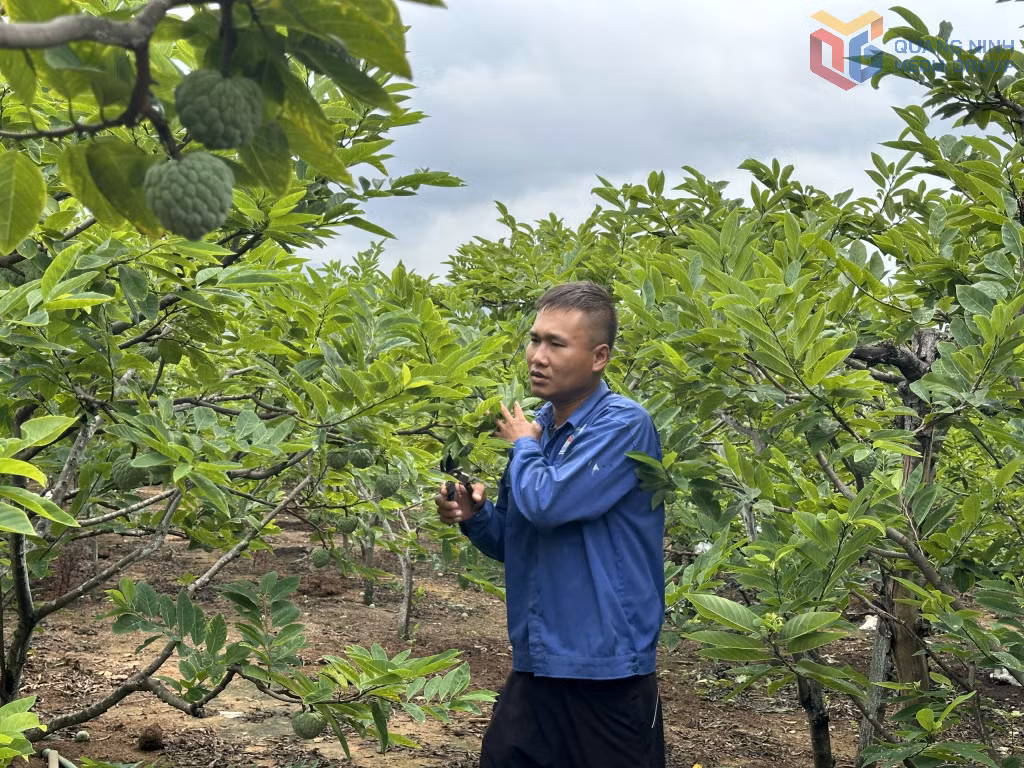 Bằng nguồn vốn tín dụng chính sách, anh Nguyễn Văn Luân, phường An Sinh phát triển mô hình trồng na dai.