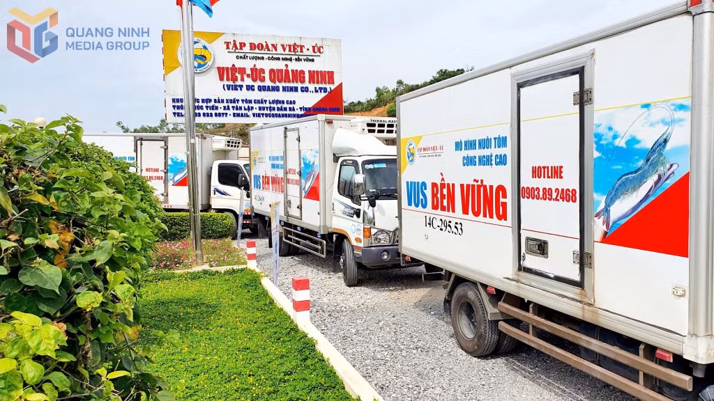Xe xuất giống tôm của Công ty TNHH Việt Úc Quảng Ninh đến các cơ sở nuôi tôm trên địa bàn tỉnh.