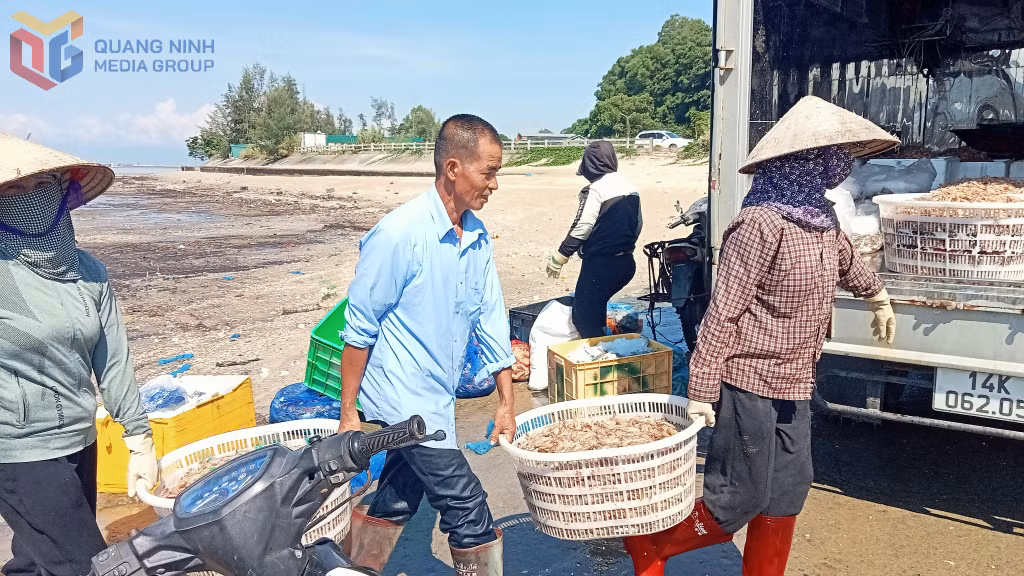 Thu mua hải sản tại khu vực Mũi Ngọc, Phường Móng Cái 1