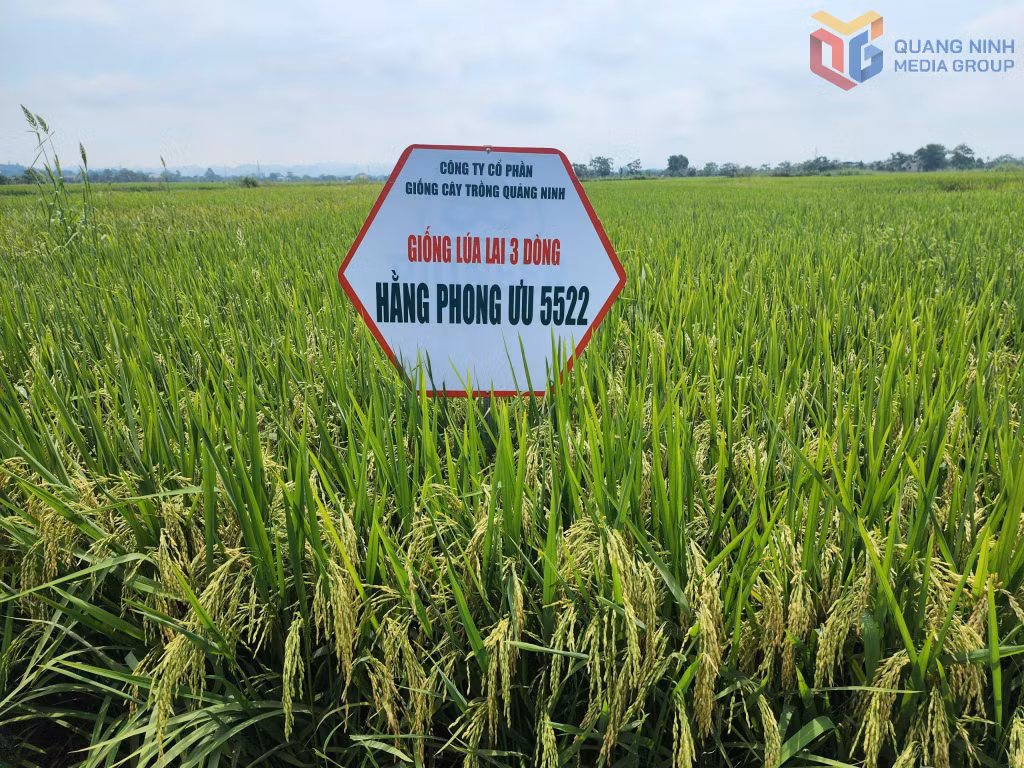 Giống lua do Công ty CP giống cây trồng Quảng ninh sản xuất rất có thương hiệu trên thị trường.