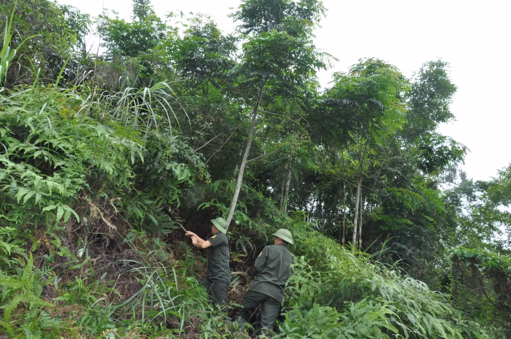Nhân viên Trạm bảo vệ rừng phòng hộ Hải Tiến (Ban quản lý rừng phòng hộ Móng Cái) phát quang thực bì PCCCR tại khu vực lòng hồ Tràng Vinh