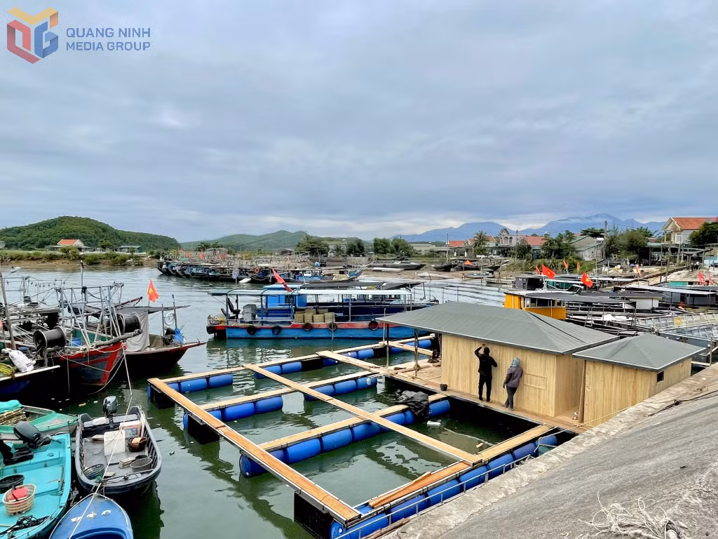 Người dân xã Đầm Hà đóng bè, mảng nuôi thủy sản để thúc đẩy sản xuất nuôi biển.