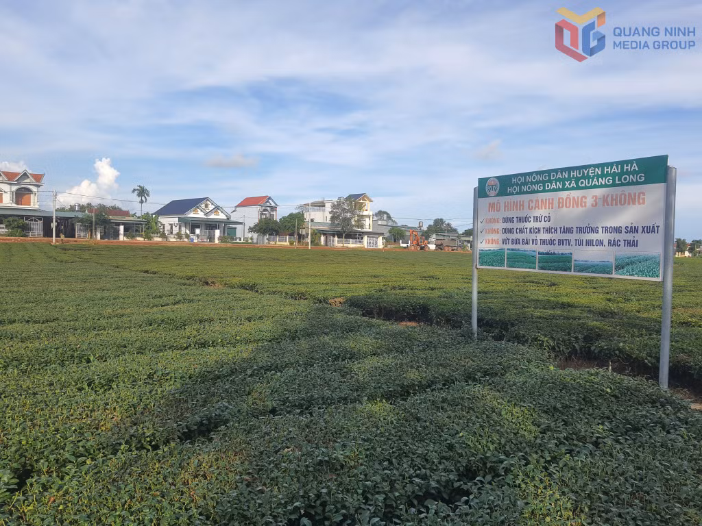 Vùng chè Đường Hoa hiện đang nhân rộng những đồi chè không dùng phân, thuốc gốc hoá học.