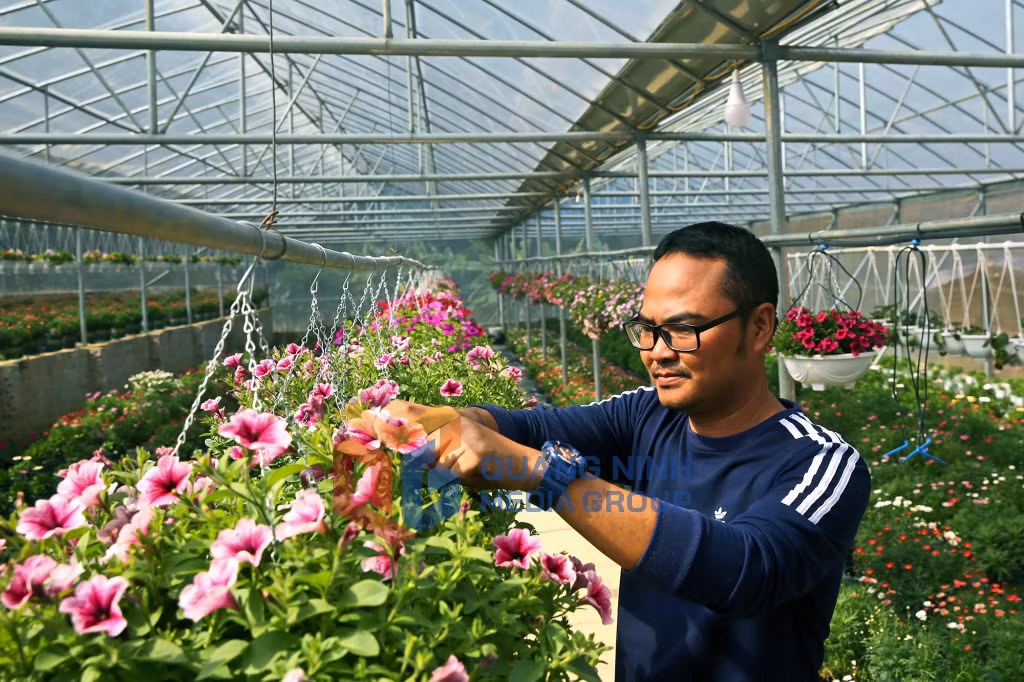 Nông dân phường Hoành Bồ trồng hoa lan công nghệ cao (3-2023). Ảnh: Hùng Sơn