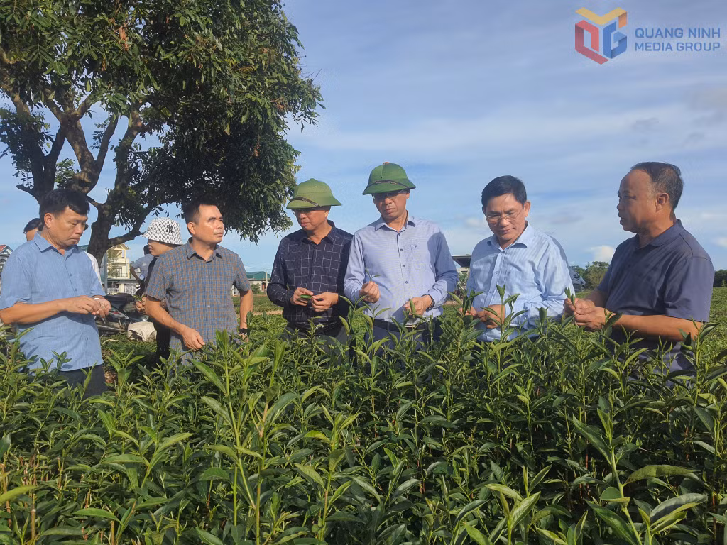 Lãnh đạo xã Đường Hoa giám sát quy trình sản xuất chè trên địa bàn.