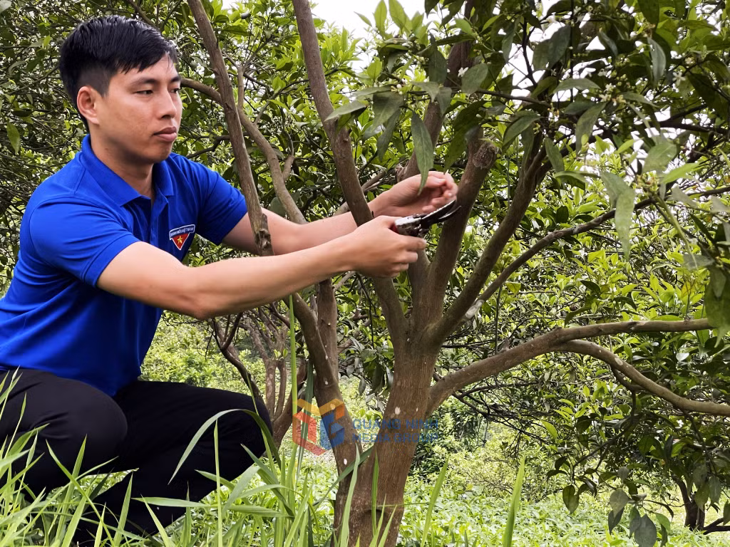 Mô hình trồng cam của anh Lê Khả Đại, thôn 10/10, Đặc khu Vân Đồn cho thu nhập khoảng 400 triệu đồng/ năm.