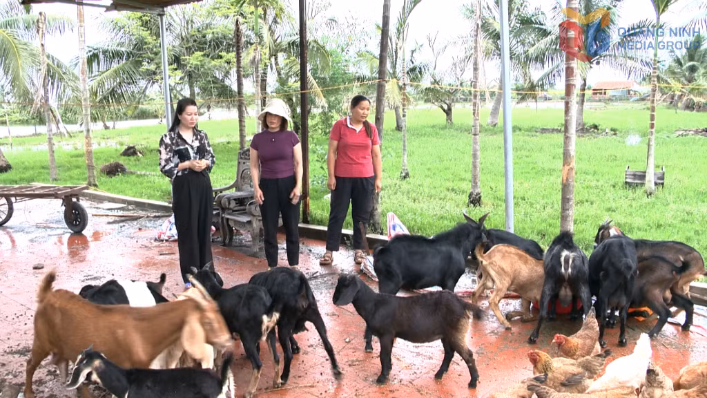 Chị Lê Thị Hường, phường Liên Hòa trao đổi kinh nghiệm về mô hình nuôi dê của gia đình.