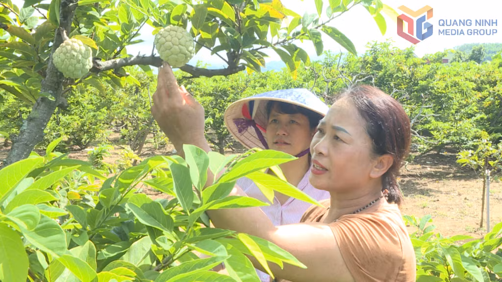 Nhờ có nguồn vốn vay từ Ngân hàng CSXH, gia đình chị Nguyễn Thị Đương, khu Tân Thành, phường An Sinh đầu tư mô hình trồng na có hiệu quả.