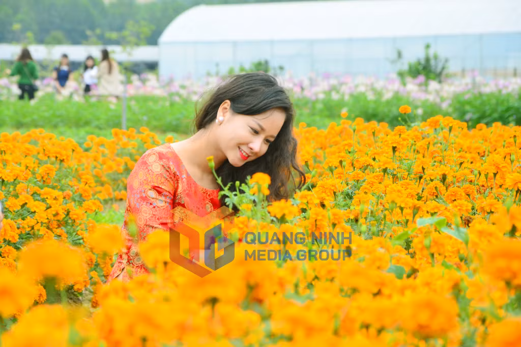 Thiếu nữ làm dáng bên vườn cúc thơ mộng tại Thiên đường hoa Quảng La. Ảnh: Hà Phong