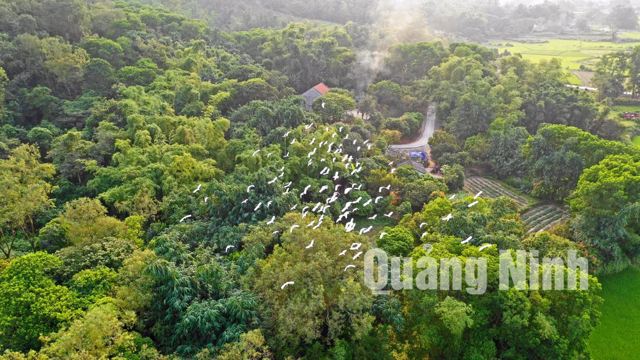 Những cánh cò trắng uốn lượn, điểm tô cho khung cảnh yên bình của vùng quê.