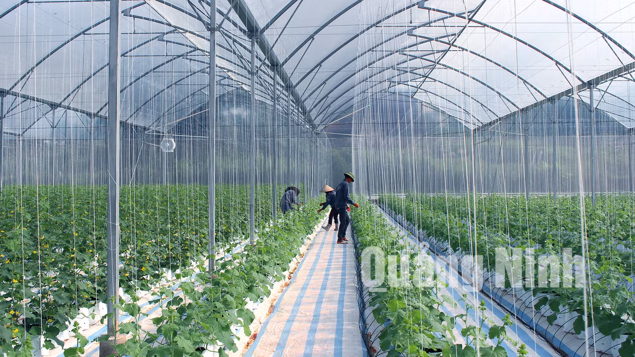 Trồng dưa lưới công nghệ cao tại Công ty CP Thương mại và Xây dựng Đầm Hà (5-2020). Ảnh: Dương Nghị
