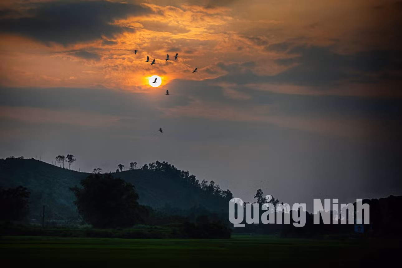 Những cánh cò như những nốt nhạc trong ánh hoàng hôn (9-2018). Ảnh: Hùng Sơn