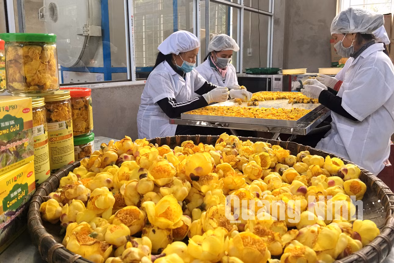Người dân lựa chọn, phân loại bông Trà hoa vàng (2-2018). Ảnh: Khánh Giang