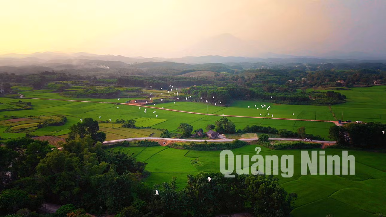 Đồng quê yên bình với rừng cò núi Hứa là điểm tham quan thu hút nhiều du khách (10-2018). Ảnh: Hùng Sơn