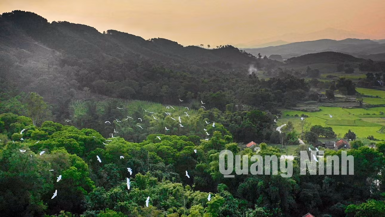 Chúng làm tổ trên những cây trong rừng (9-2018). Ảnh: Hùng Sơn