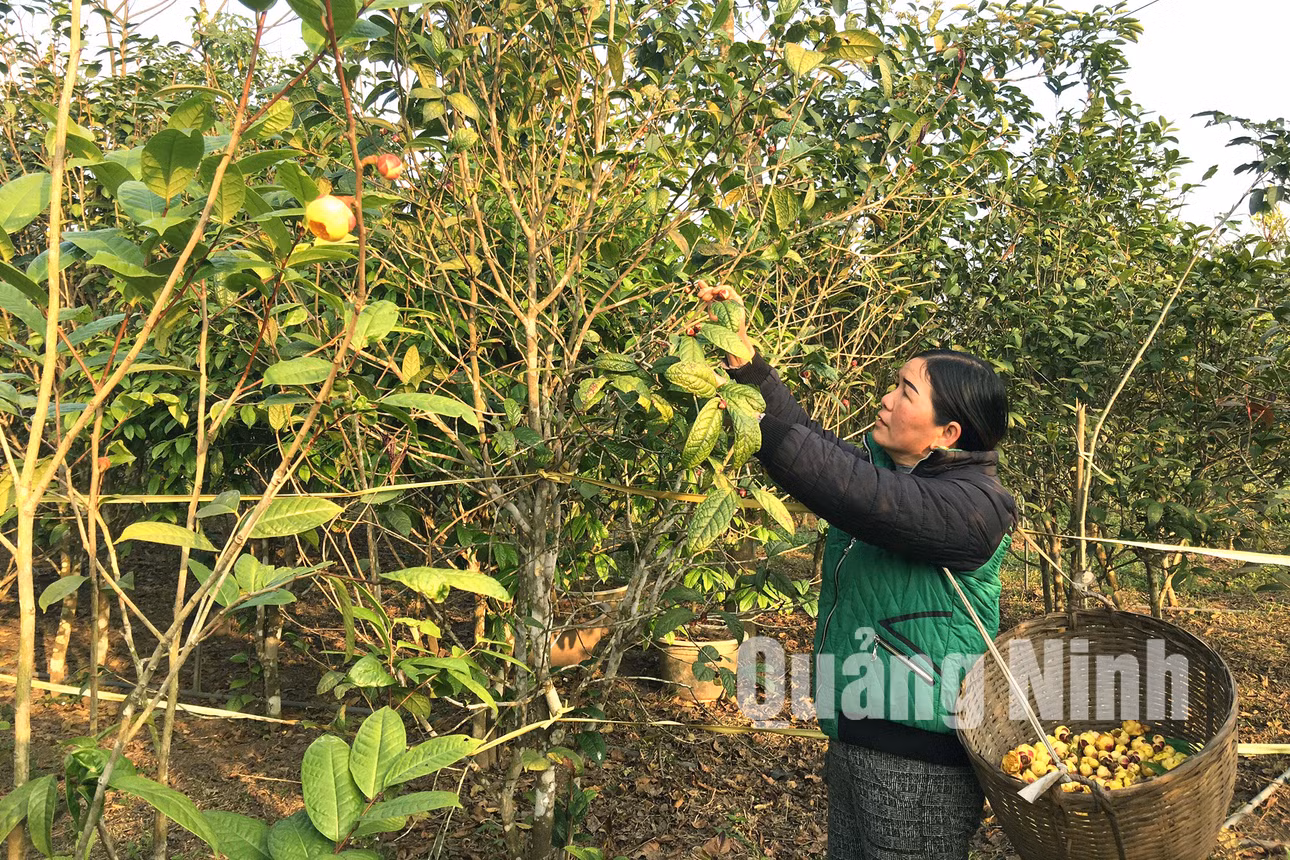 Người dân thu hái nụ Trà hoa vàng (2-2018). Ảnh: Khánh Giang