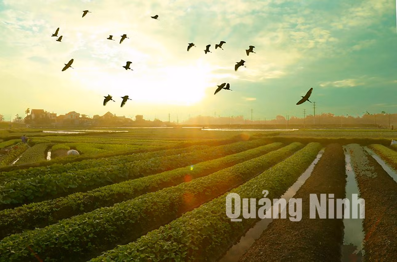Những cánh cò ở làng đảo Hà Nam (10-2019). Ảnh: Vũ Thị Bích Cương (CTV)