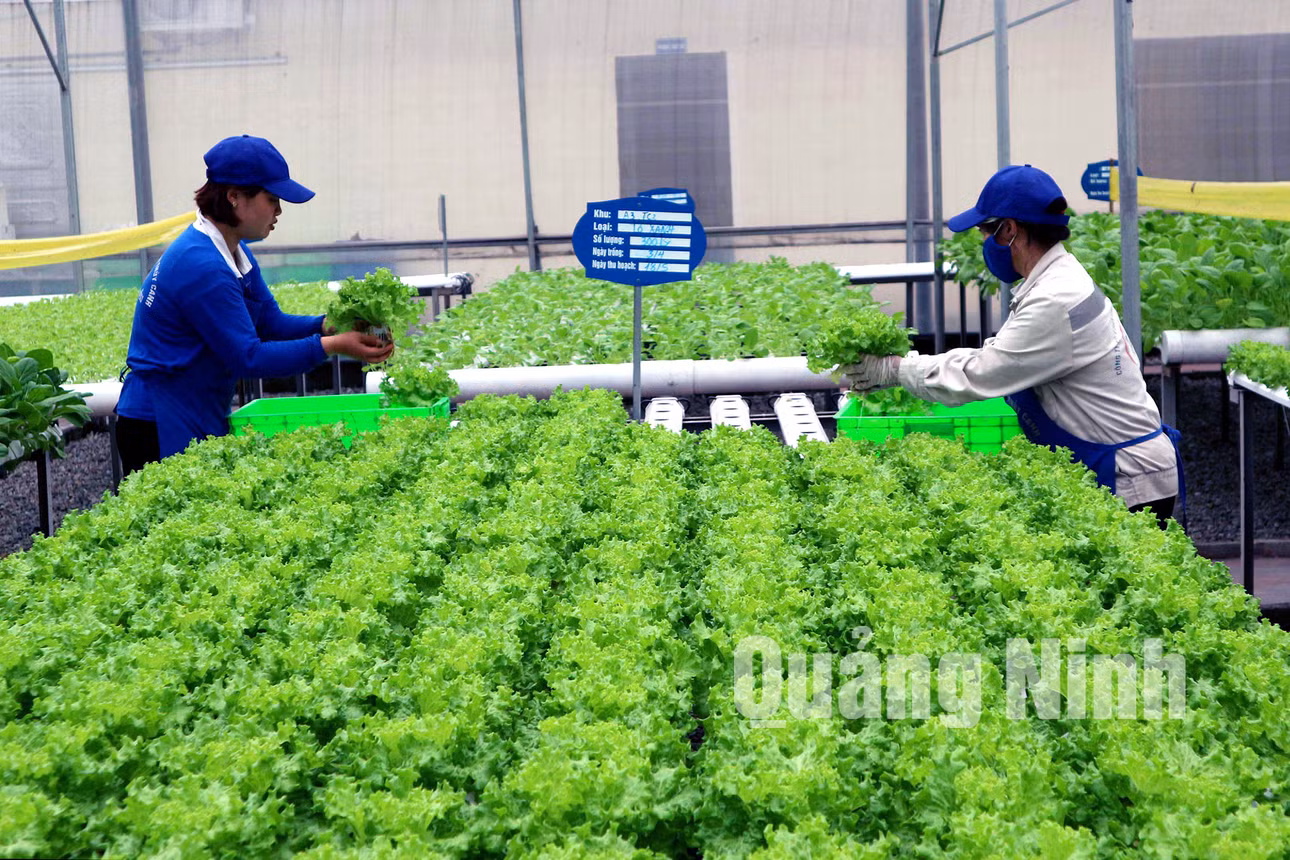 Trồng rau thủy canh của Công ty CP Đầu tư - Xây dựng và Thương mại 188 (phường Mạo Khê) . Ảnh: Cao Quỳnh