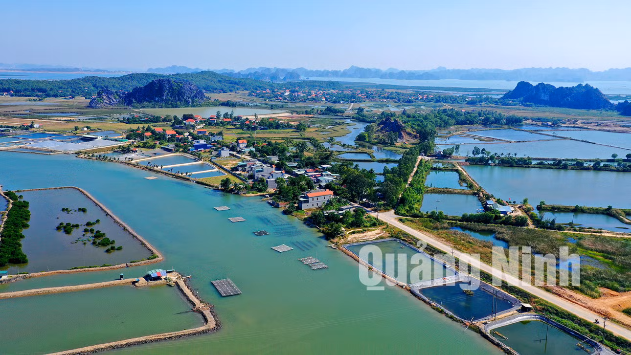 Xã Hoàng Tân (TX Quảng Yên) nằm giữa 2 lạch biển là Bến Giang và Bình Hương, một mặt giáp với Vịnh Hạ Long (12-2019). Ảnh: Hùng Sơn