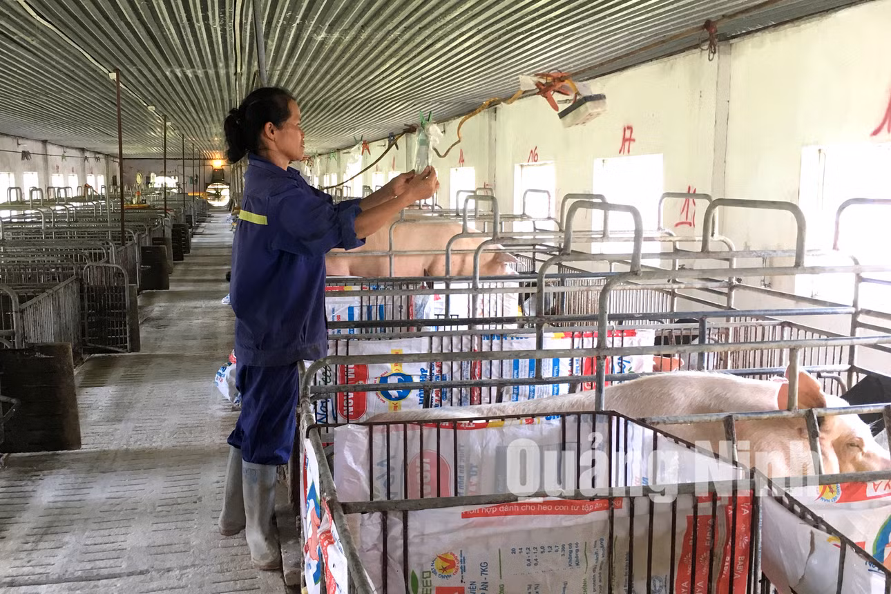 Chăn nuôi lợn tại Công ty CP Khai thác khoáng sản Thiên Thuận Tường (3-2018). Ảnh: Cao Quỳnh