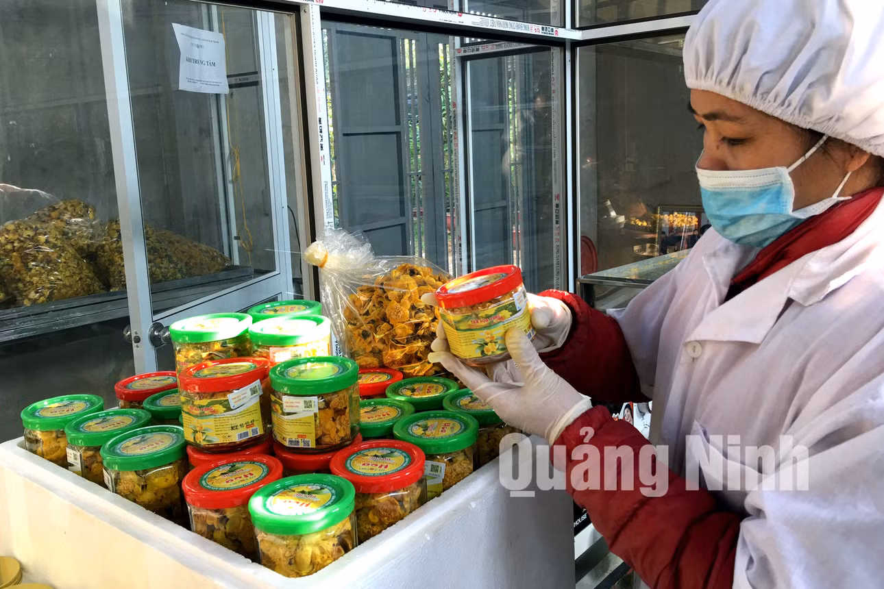Kiểm tra sản phẩm Trà hoa vàng trước khi đem đi tiêu thụ (2-2018). Ảnh: Khánh Giang