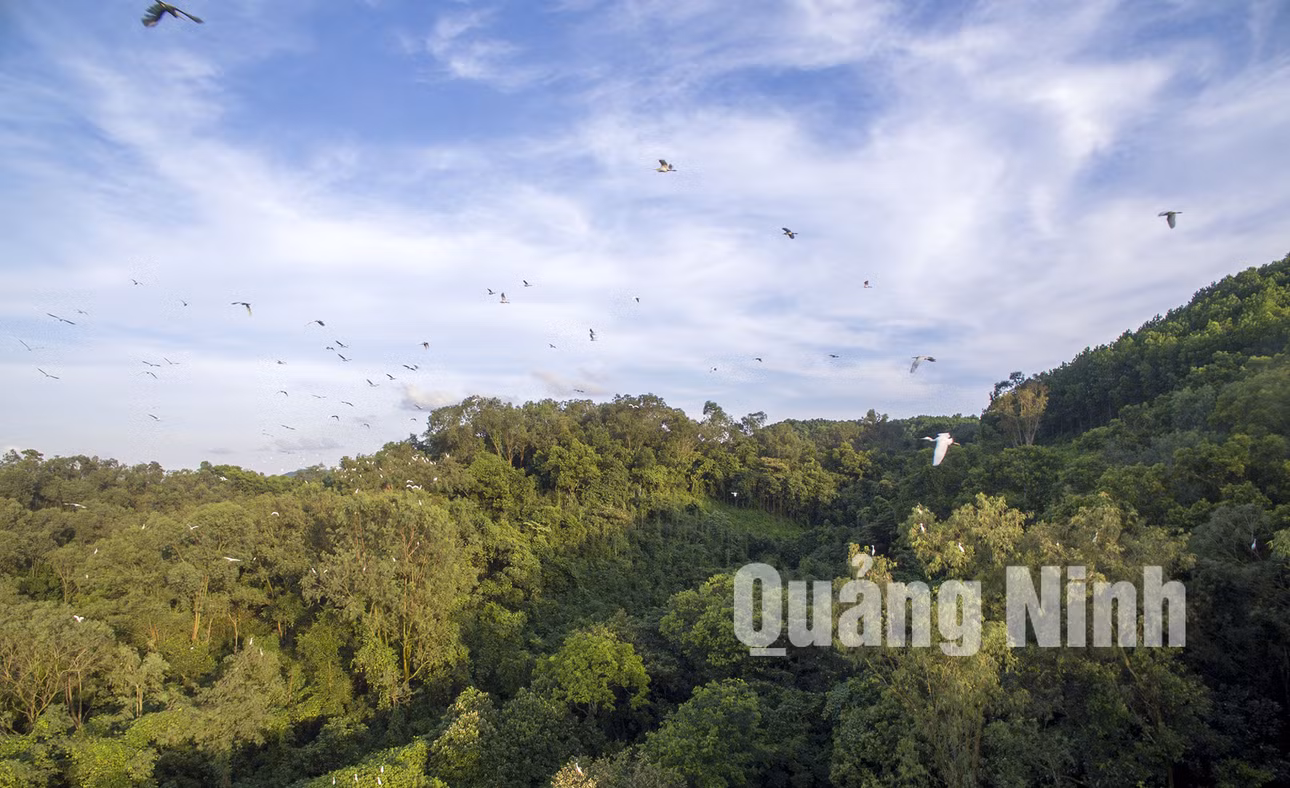 Rừng cò núi Hứa thuộc huyện Đầm Hà (12-2019). Ảnh: Khánh Giang
