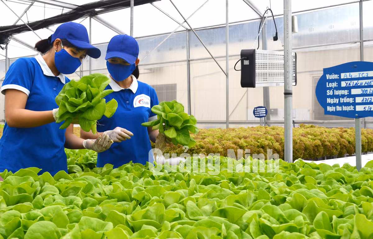 Sản xuất rau trong nhà kính của Công ty CP Đầu tư xây dựng và thương mại 188, phường Mạo Khê, TX Đông Triều. Ảnh: Việt Hoa