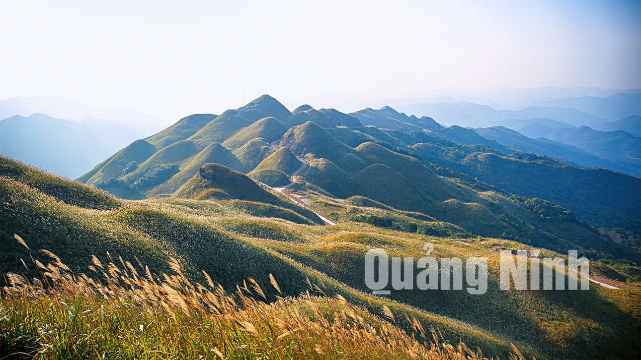 Mùa cỏ lau Bình Liêu. Ảnh: Hùng Sơn