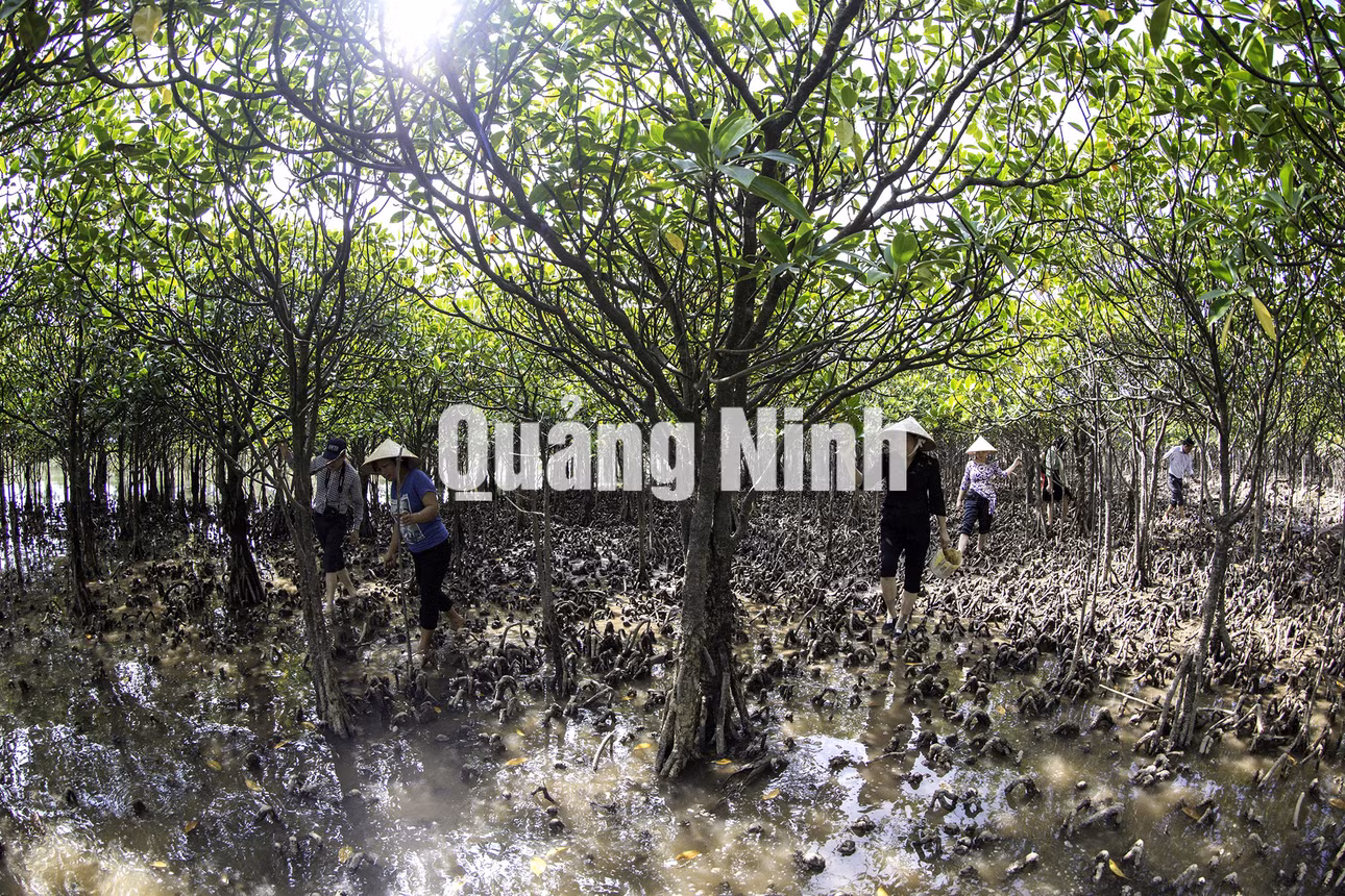 Du lịch trải nghiệm rừng ngập mặn tại Đồng Rui, Tiên Yên (5-2020). Ảnh: Khánh Giang
