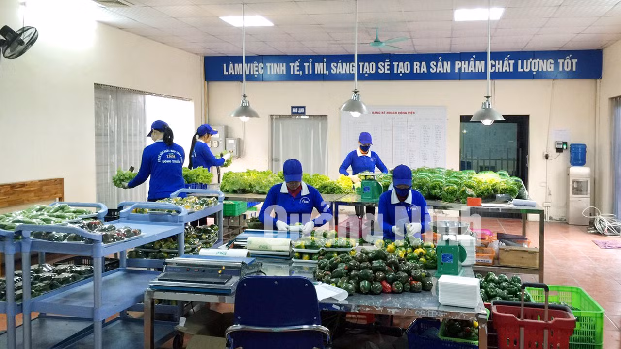 Cơ sở sản xuất rau thủy canh của Công ty CP Đầu tư xây dựng và Thương mại 188 (TX Đông Triều) (5-2020). Ảnh: Mạnh Trường