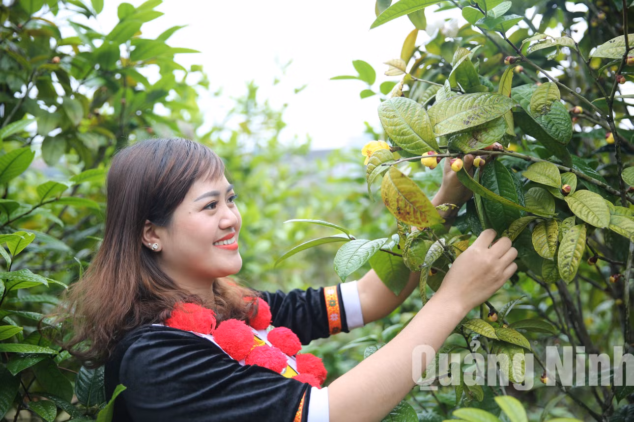Thu hái nụ Trà hoa vàng (8-2020). Ảnh: Khánh Giang