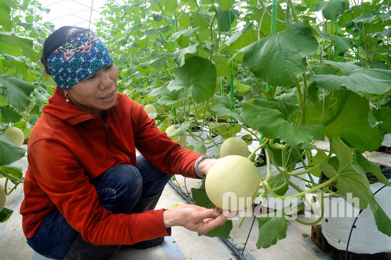 Dưa lưới Quảng Tân được chăm sóc theo quy trình nghiêm ngặt, đạt tiêu chuẩn VietGAP (11-2020). Ảnh: Hoàng Quỳnh