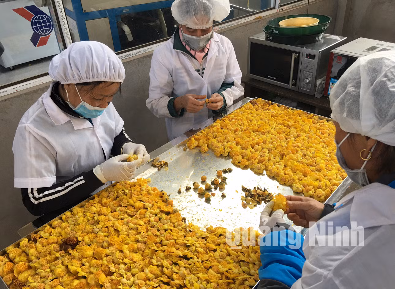 Chế biến Trà hoa vàng (2-2018). Ảnh: Khánh Giang