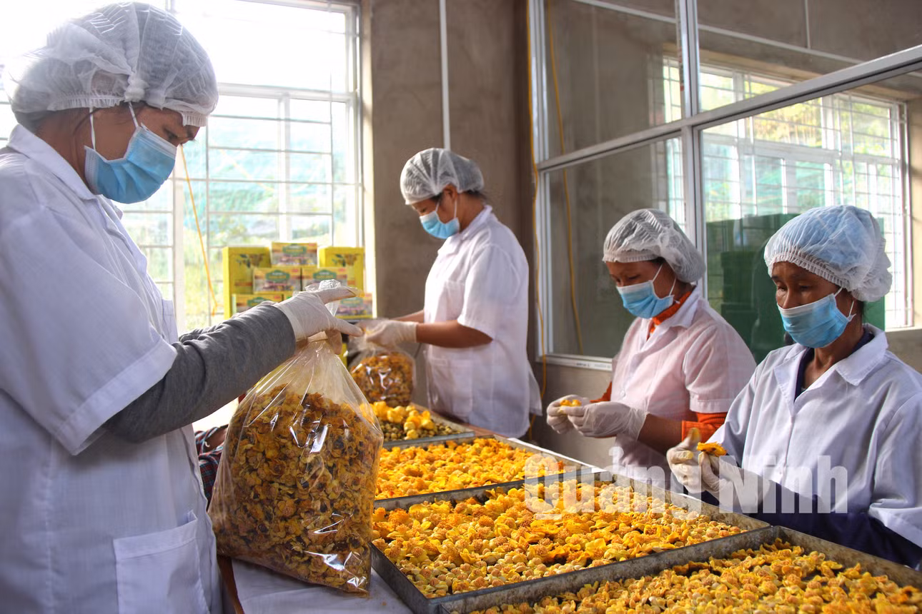 Đóng gói bảo quản Trà hoa vàng sau khi sấy khô (3-2018). Ảnh: Thùy Loan – Trung tâm TT&amp;VH huyện Ba Chẽ