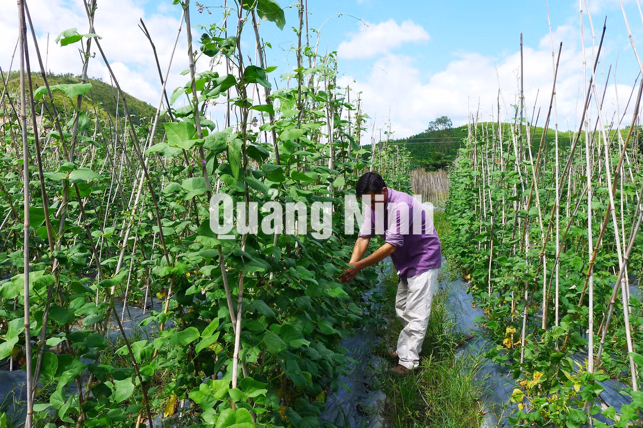 Sản xuất rau an toàn tại HTX Nông nghiệp Hương Việt, TP Uông Bí (10-2018). Ảnh: Hiểu Trân