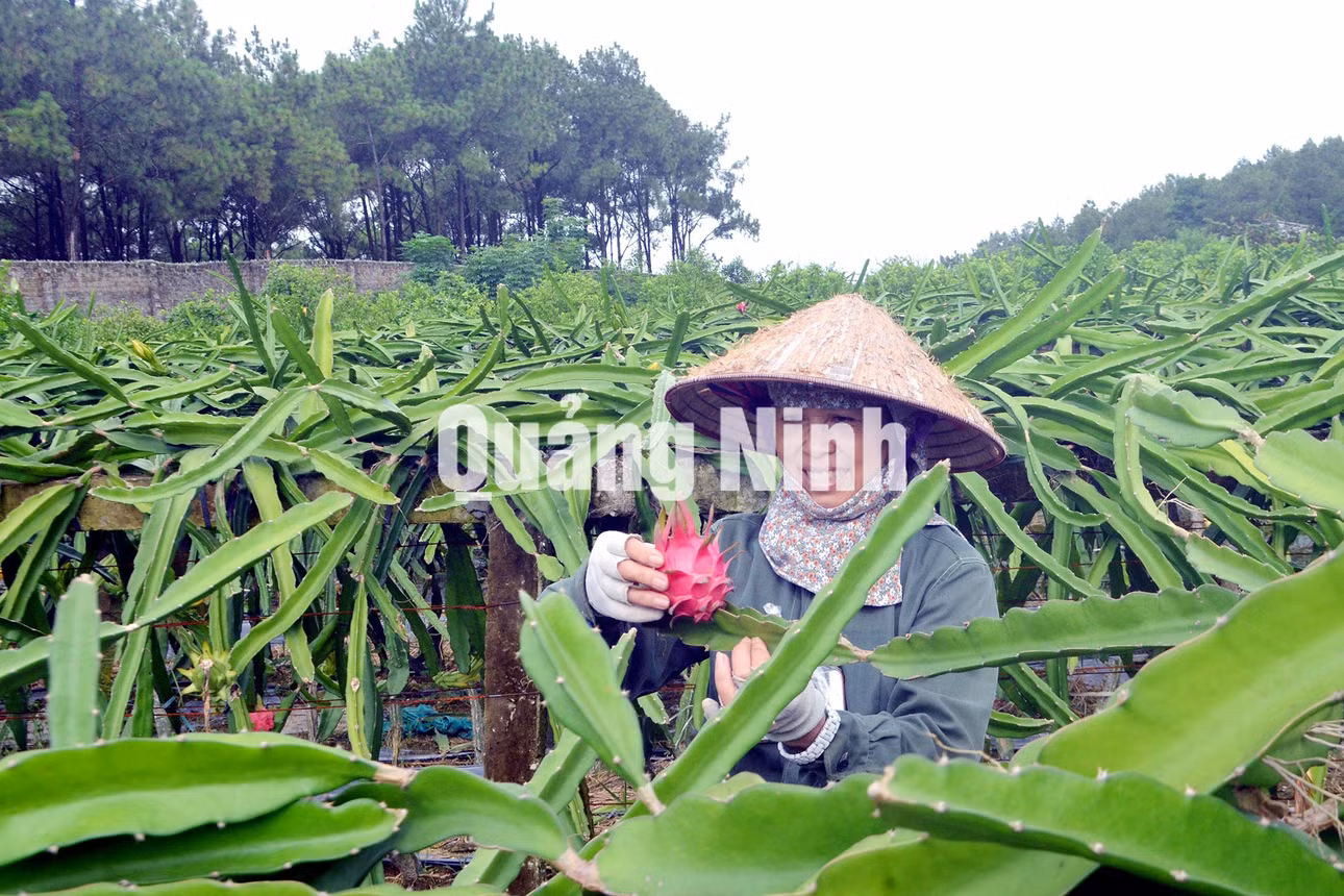 Mô hình trồng thanh long ruột đỏ của người dân khu Tân Lập 2, phường Phương Đông (TP Uông Bí) (3-2020). Ảnh: Dương Trường