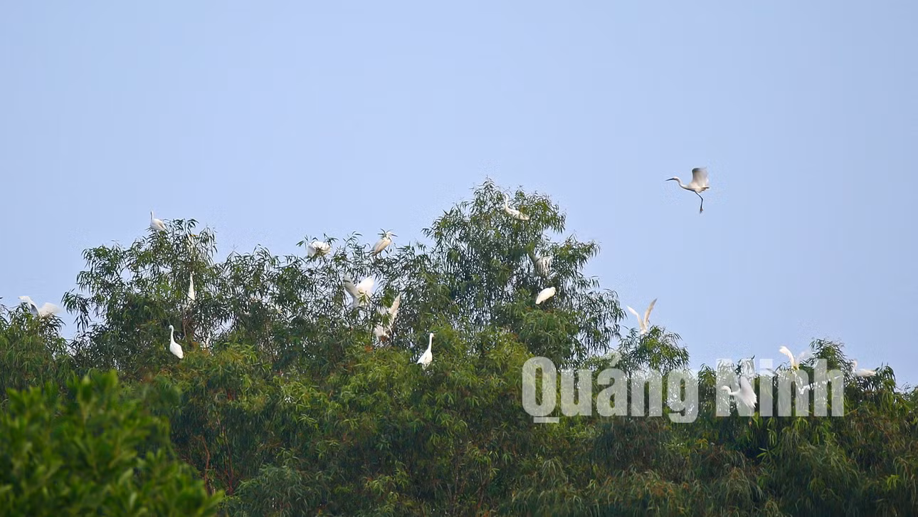 Những chú cò trắng, mảnh mai đang múa vũ điệu của riêng mình.