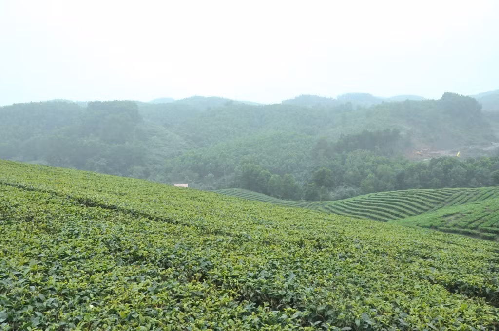 Đồi chè sau thu hoạch ở xã Quảng Long, huyện Hải Hà.
