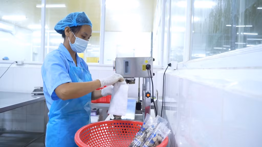 Nhân viên Công ty TNHH Sản xuất và Thương mại thủy sản Quảng Ninh đóng gói sản phẩm hàu ruột tươi.
