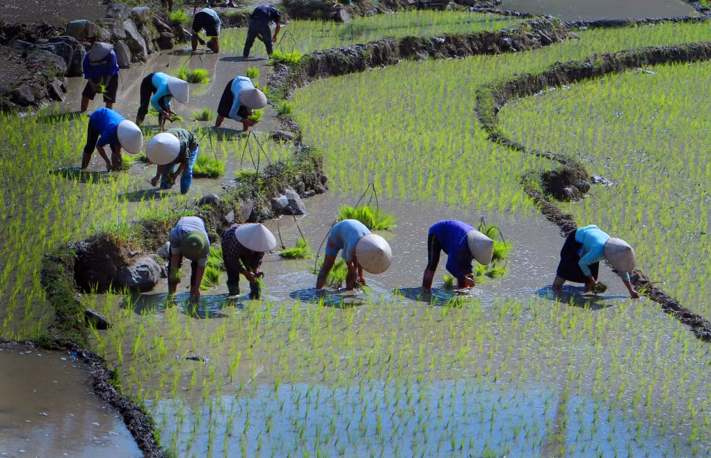 Thợ cấy. Ảnh: Vũ Tiến Dũng (CTV)
